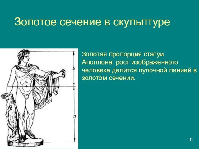 Золотое сечение в скульптуре Золотая пропорция статуи Аполлона: рост изображенного человека делится