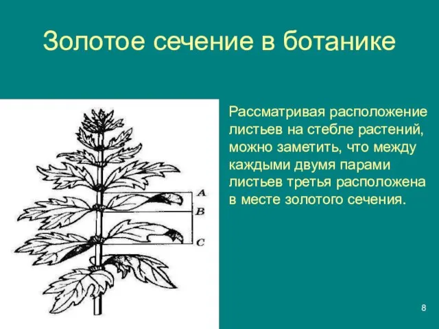 Золотое сечение в ботанике Рассматривая расположение листьев на стебле растений, можно заметить,