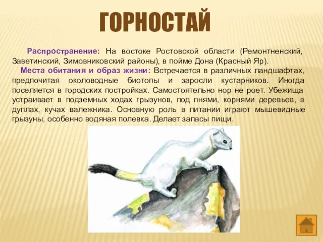 Горностай Распространение: На востоке Ростовской области (Ремонтненский, Заветинский, Зимовниковский районы), в пойме