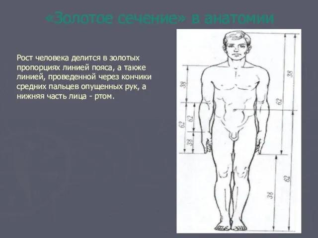 «Золотое сечение» в анатомии Рост человека делится в золотых пропорциях линией пояса,