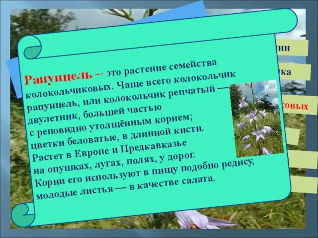 Рапунцель – это … фамилия художника город в Германии вид черепахи имя