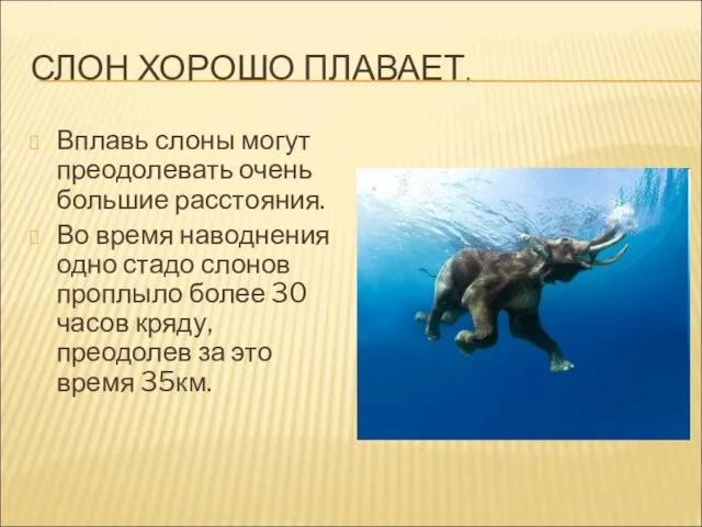 СЛОН ХОРОШО ПЛАВАЕТ. Вплавь слоны могут преодолевать очень большие расстояния. Во время