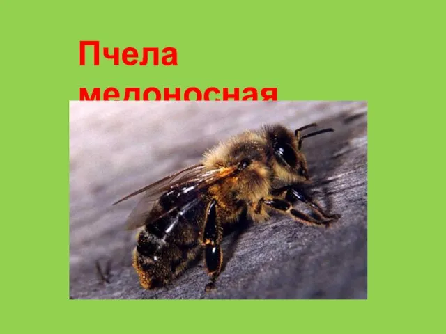 Пчела медоносная