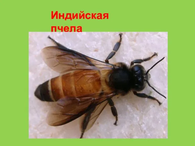 Индийская пчела