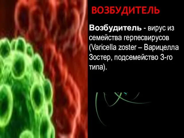 Возбудитель Возбудитель - вирус из семейства герпесвирусов (Varicella zoster – Варицелла Зостер, подсемейство З-го типа). Варицелла-Зостер