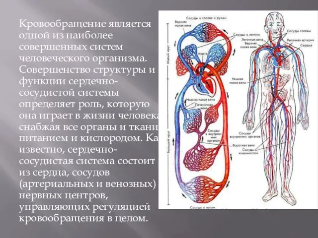 Кровообращение является одной из наиболее совершенных систем человеческого организма. Совершенство структуры и