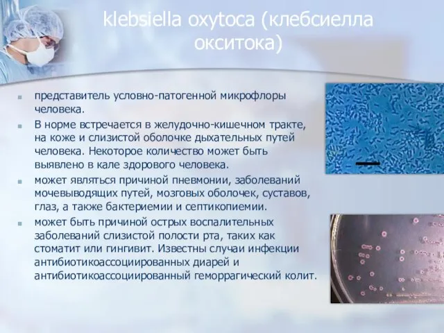 klebsiella oxytoca (клебсиелла окситока) представитель условно-патогенной микрофлоры человека. В норме встречается в