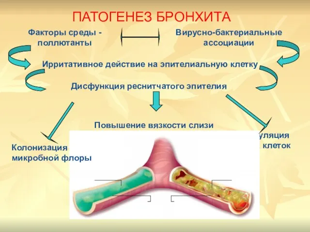 Факторы среды - поллютанты Дисфункция реснитчатого эпителия Ирритативное действие на эпителиальную клетку