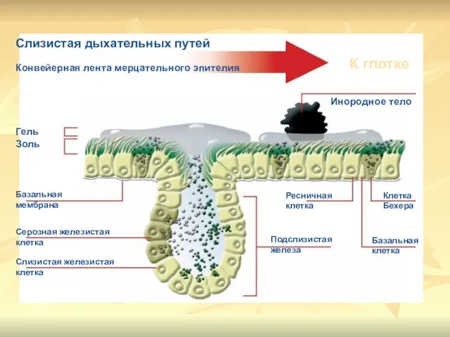 Слизистая дыхательных путей Конвейерная лента мерцательного эпителия К глотке Инородное тело Гель