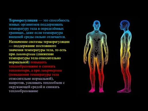 Терморегуляция — это способность живых организмов поддерживать температуру тела в определённых границах,