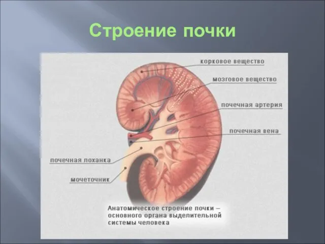 Строение почки