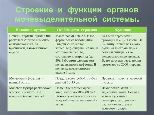 Строение и функции органов мочевыделительной системы.