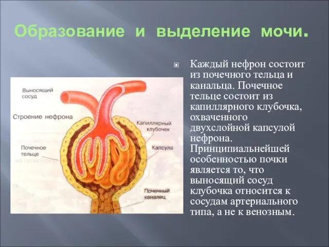 Образование и выделение мочи. Каждый нефрон состоит из почечного тельца и канальца.