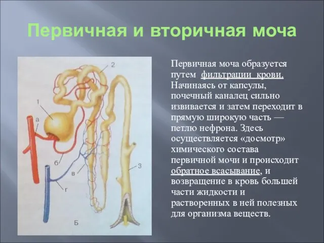 Первичная и вторичная моча Первичная моча образуется путем фильтрации крови. Начинаясь от