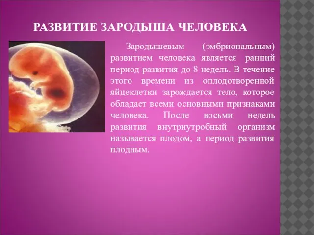 РАЗВИТИЕ ЗАРОДЫША ЧЕЛОВЕКА Зародышевым (эмбриональным) развитием человека является ранний период развития до