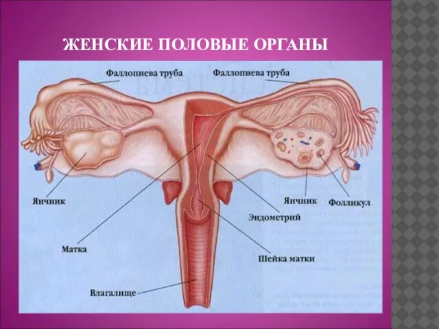 ЖЕНСКИЕ ПОЛОВЫЕ ОРГАНЫ