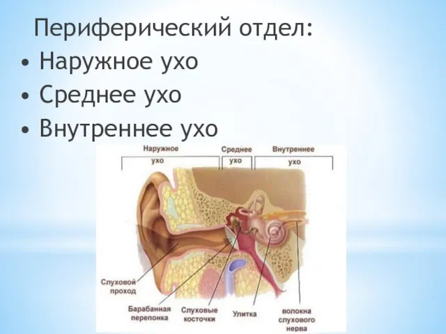 Периферический отдел: • Наружное ухо • Среднее ухо • Внутреннее ухо