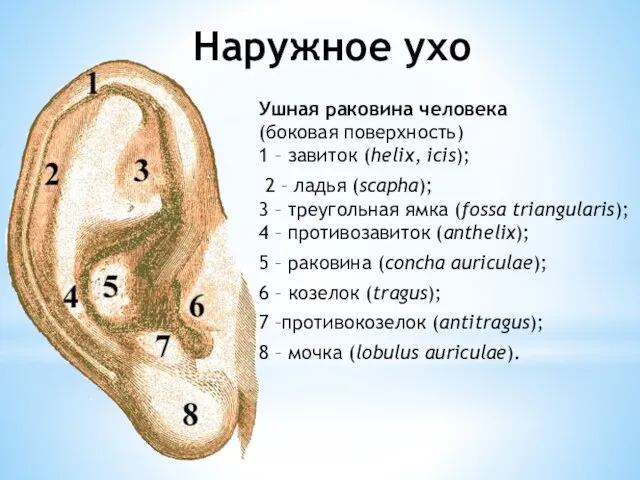 Наружное ухо Ушная раковина человека (боковая поверхность) 1 – завиток (helix, icis);
