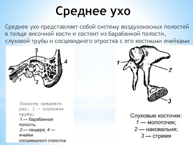 Среднее ухо Среднее ухо представляет собой систему воздухоносных полостей в толще височной