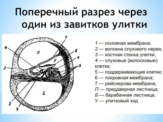 Поперечный разрез через один из завитков улитки