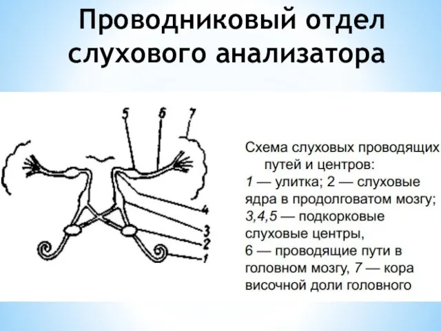 Проводниковый отдел слухового анализатора