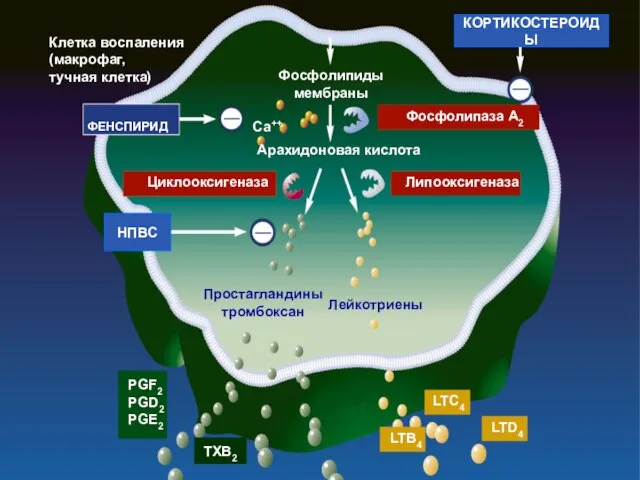 Клетка воспаления (макрофаг, тучная клетка) КОРТИКОСТЕРОИДЫ Фосфолипиды мембраны Арахидоновая кислота Са++ Фосфолипаза