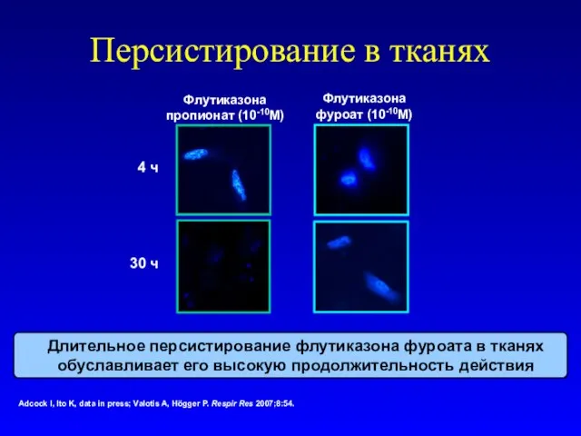 Персистирование в тканях Adcock I, Ito K, data in press; Valotis A,