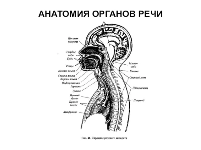 АНАТОМИЯ ОРГАНОВ РЕЧИ