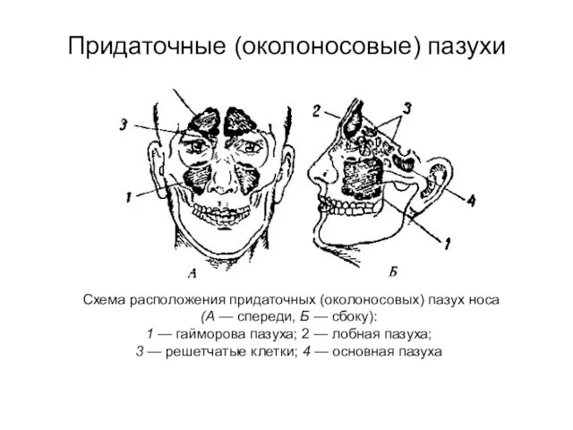 Придаточные (околоносовые) пазухи Схема расположения придаточных (околоносовых) пазух носа (А — спереди,