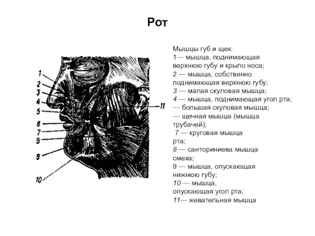 Рот Мышцы губ и щек: 1— мышца, поднимающая верхнюю губу и крыло