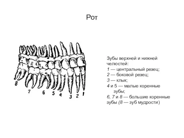 Рот