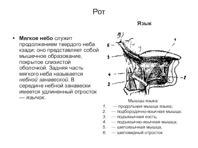 Рот Мягкое небо служит продолжением твердого неба кзади; оно представляет собой мышечное