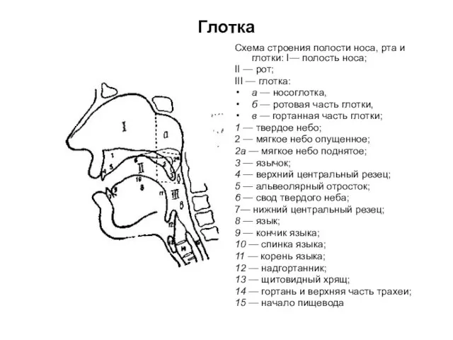 Глотка Схема строения полости носа, рта и глотки: I— полость носа; II