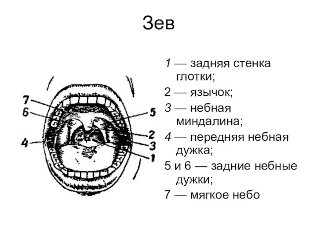 Зев 1 — задняя стенка глотки; 2 — язычок; 3 — небная