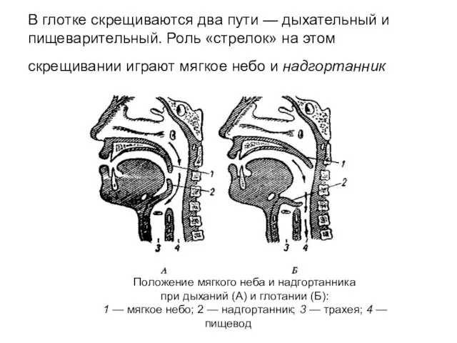 В глотке скрещиваются два пути — дыхательный и пищеварительный. Роль «стрелок» на