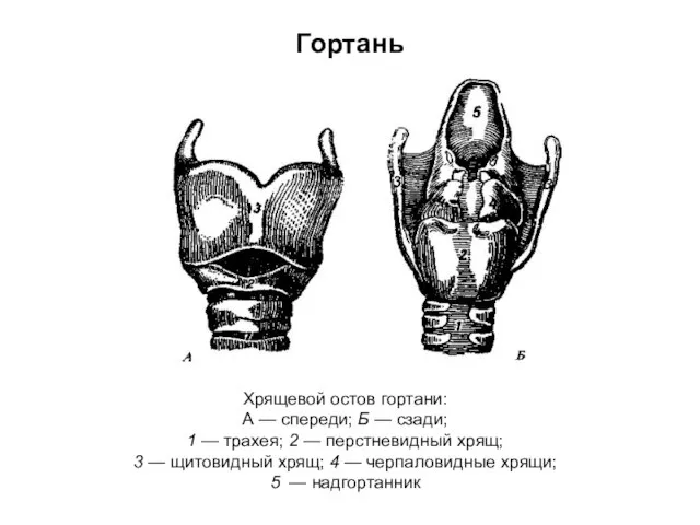 Гортань Хрящевой остов гортани: А — спереди; Б — сзади; 1 —