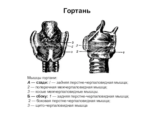 Гортань Мышцы гортани: А — сзади: / — задняя лерстне-черпаловидная мышца; 2