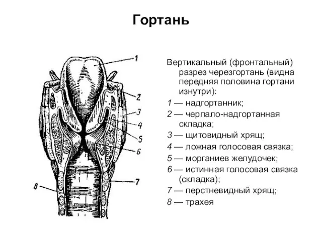 Гортань Вертикальный (фронтальный) разрез черезгортань (видна передняя половина гортани изнутри): 1 —