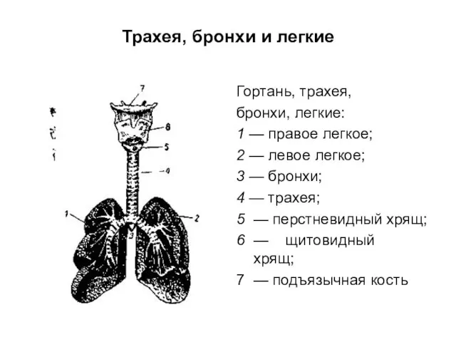 Трахея, бронхи и легкие Гортань, трахея, бронхи, легкие: 1 — правое легкое;