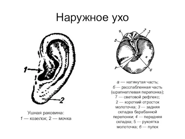 Наружное ухо Ушная раковина: 1 — козелок; 2 — мочка а —