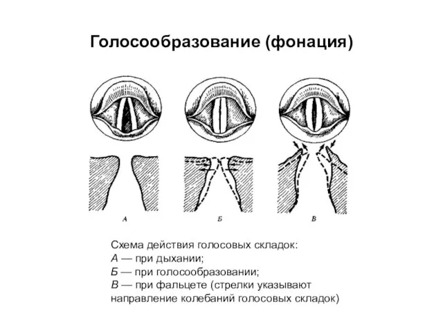 Голосообразование (фонация) Схема действия голосовых складок: А — при дыхании; Б —