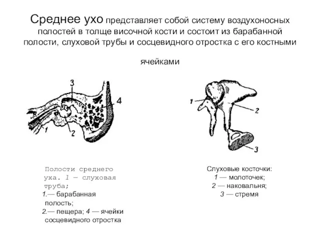 Среднее ухо представляет собой систему воздухоносных полостей в толще височной кости и