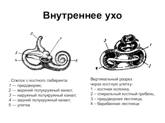 Внутреннее ухо . Слепок с костного лабиринта: 1 — преддверие; 2 —