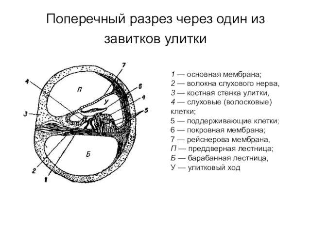 Поперечный разрез через один из завитков улитки 1 — основная мембрана; 2