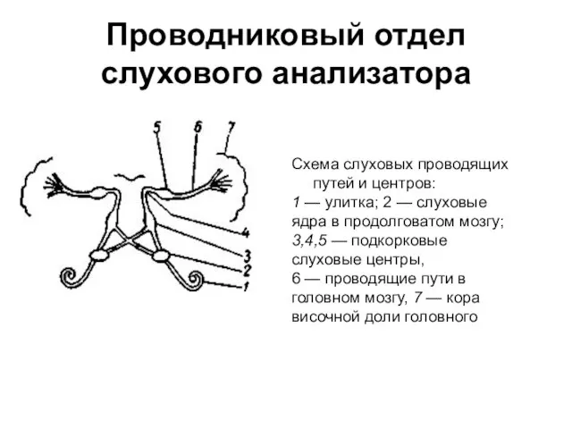 Проводниковый отдел слухового анализатора