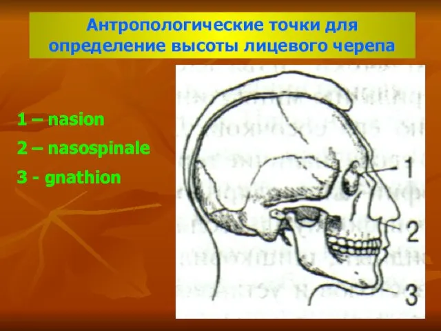 Антропологические точки для определение высоты лицевого черепа 1 – nasion 2 – nasospinale 3 - gnathion