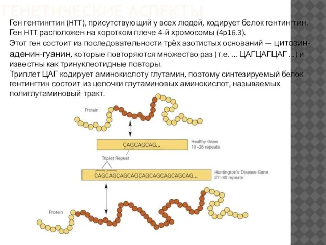 Ген гентингтин (HTT), присутствующий у всех людей, кодирует белок гентингтин. Ген HTT