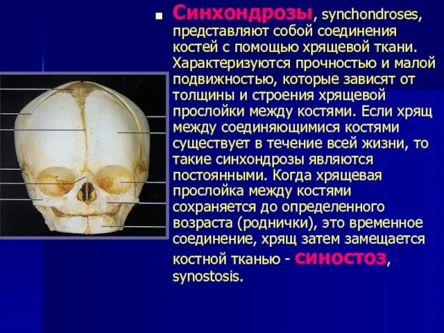 Синхондрозы, synchondroses, представляют собой соединения костей с помощью хрящевой ткани. Характеризуются прочностью