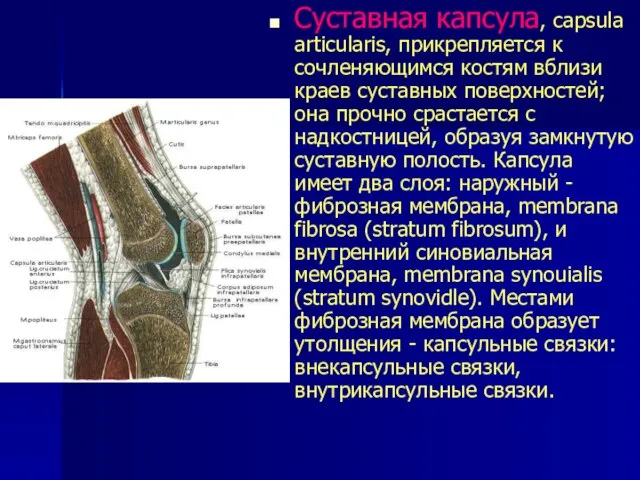 Суставная капсула, capsula articulаris, прикрепляется к сочленяющимся костям вблизи краев суставных поверхностей;