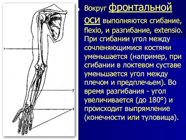 Вокруг фронтальной оси выполняются сгибание, flexio, и разгибание, extensio. При сгибании угол